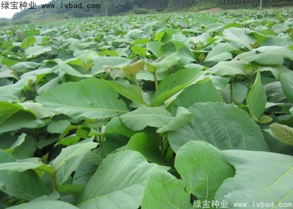 <a href='http://www.hn123.net.cn/linmuzhongzi/2286.html' target='_blank'>柚木種子</a>