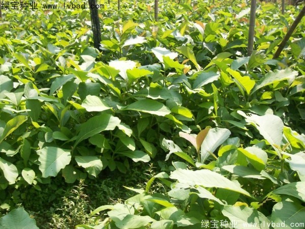<a href='http://www.hn123.net.cn/linmuzhongzi/2286.html' target='_blank'>柚木種子</a>