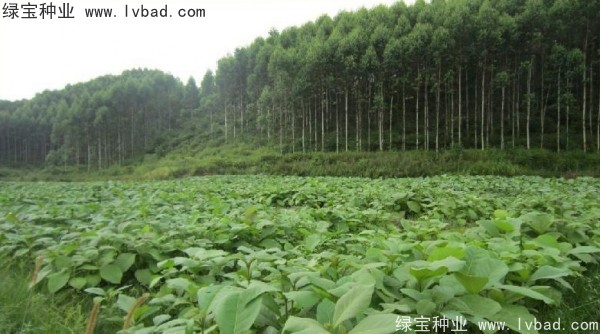 <a href='http://www.hn123.net.cn/linmuzhongzi/2286.html' target='_blank'>柚木種子</a>