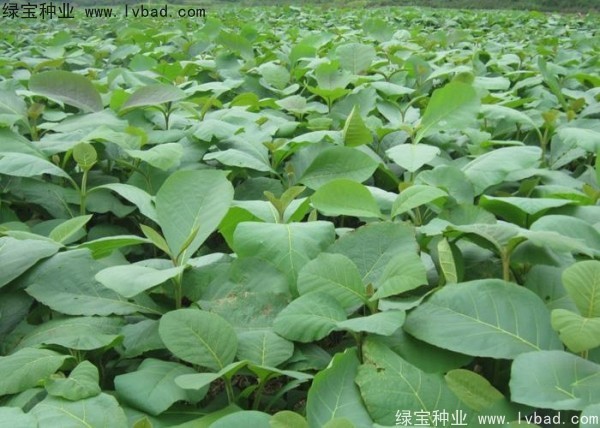 柚木<a href='http://www.hn123.net.cn/' target='_blank'>種子</a>