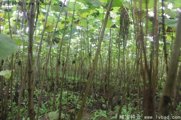 <a href='http://www.hn123.net.cn/linmuzhongzi/2288.html' target='_blank'>梓樹種子</a>