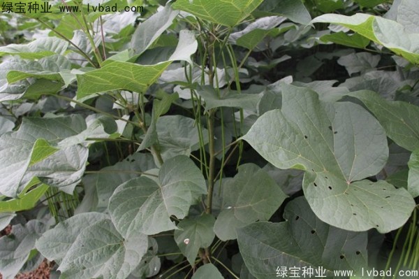 梓樹<a href='http://www.hn123.net.cn/' target='_blank'>種子</a>