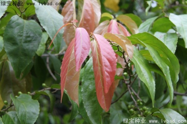 <a href='http://www.hn123.net.cn/yaocaizhongzi/2290.html' target='_blank'>大風子種子</a>
