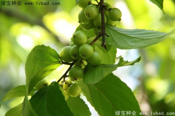 <a href='http://www.hn123.net.cn/yaocaizhongzi/2290.html' target='_blank'>大風子種子</a>