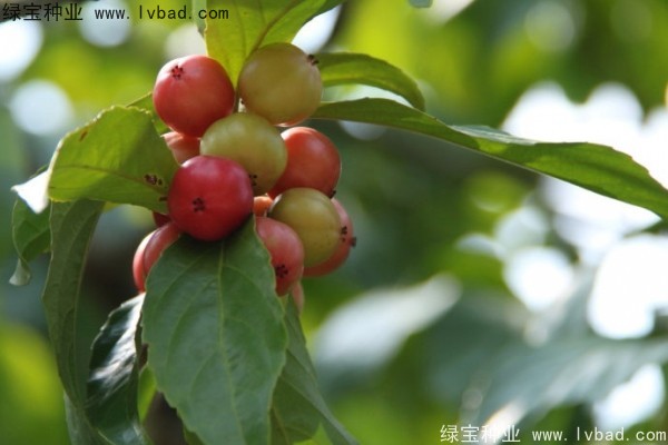 <a href='http://www.hn123.net.cn/yaocaizhongzi/2290.html' target='_blank'>大風子種子</a>