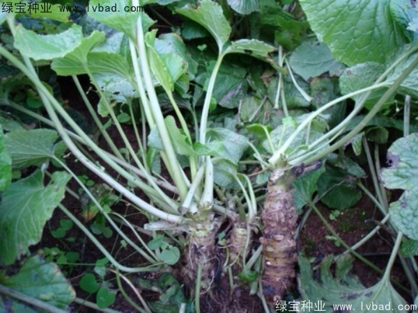 <a href='http://www.hn123.net.cn/yaocaizhongzi/2293.html' target='_blank'>芥末種子</a>