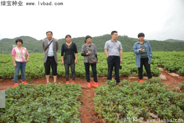 芥末<a href='http://www.hn123.net.cn/' target='_blank'>種子</a>