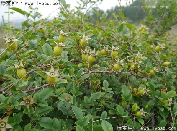 <a href='http://www.hn123.net.cn/yaocaizhongzi/2294.html' target='_blank'>金櫻子種子</a>