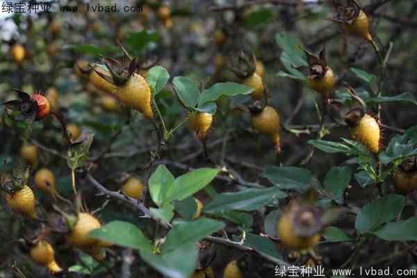 <a href='http://www.hn123.net.cn/yaocaizhongzi/2294.html' target='_blank'>金櫻子種子</a>