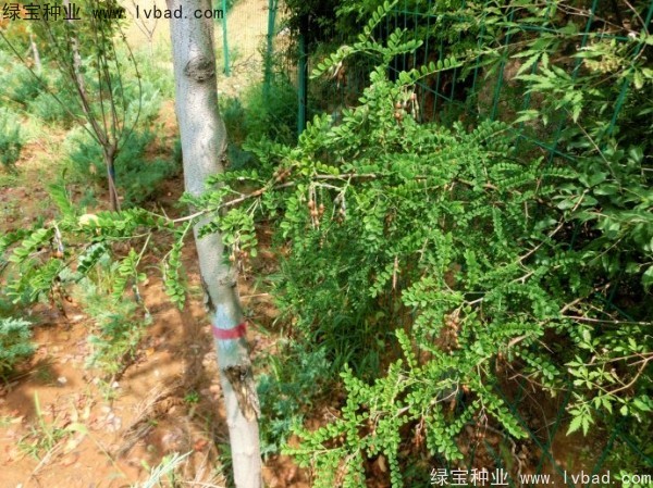 <a href='http://www.hn123.net.cn/yaocaizhongzi/2295.html' target='_blank'>苦刺種子</a>