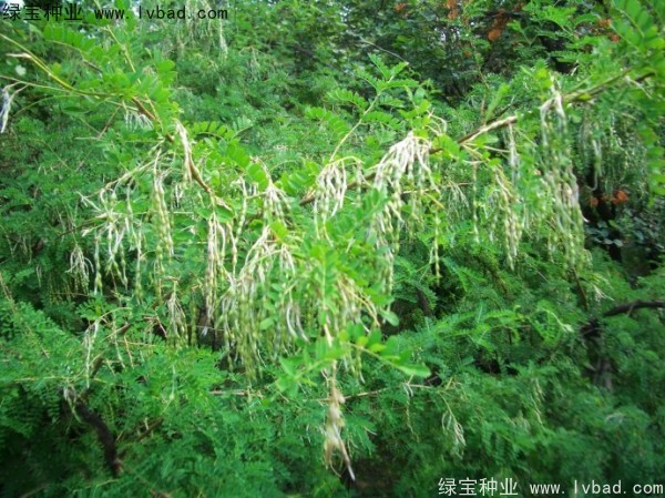 <a href='http://www.hn123.net.cn/yaocaizhongzi/2295.html' target='_blank'>苦刺</a><a href='http://www.hn123.net.cn/' target='_blank'>種子</a>