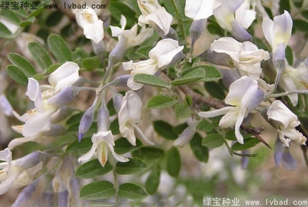 <a href='http://www.hn123.net.cn/yaocaizhongzi/2295.html' target='_blank'>苦刺種子</a>