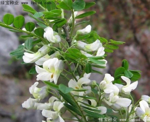 <a href='http://www.hn123.net.cn/yaocaizhongzi/2295.html' target='_blank'>苦刺</a><a href='http://www.hn123.net.cn/' target='_blank'>種子</a>
