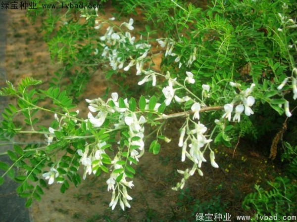 <a href='http://www.hn123.net.cn/yaocaizhongzi/2295.html' target='_blank'>苦刺種子</a>