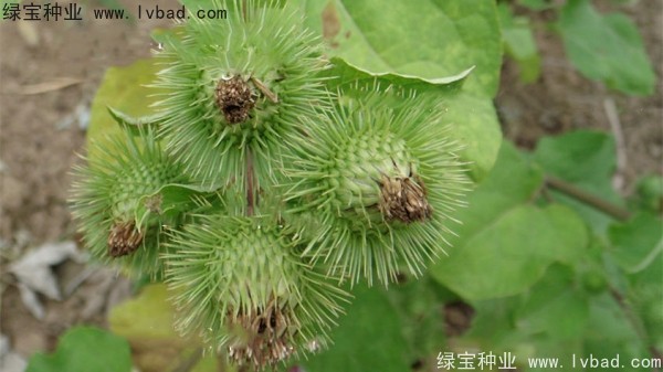 <a href='http://www.hn123.net.cn/yaocaizhongzi/2297.html' target='_blank'>牛蒡種子</a>