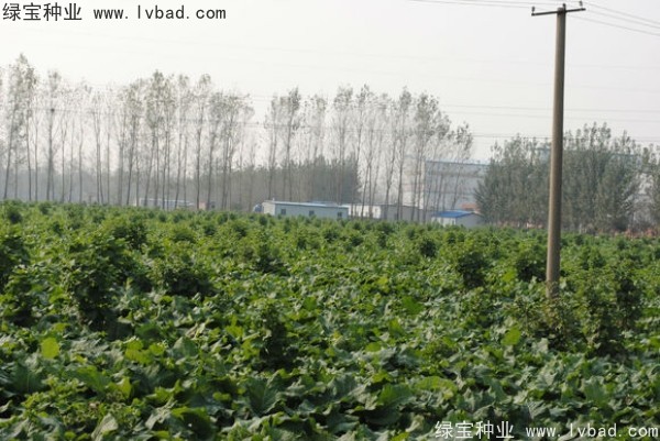 牛蒡<a href='http://www.hn123.net.cn/' target='_blank'>種子</a>