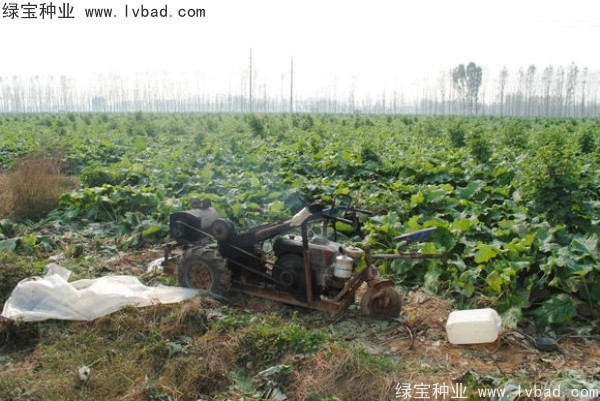 <a href='http://www.hn123.net.cn/yaocaizhongzi/2297.html' target='_blank'>牛蒡種子</a>