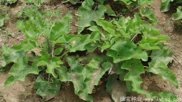 <a href='http://www.hn123.net.cn/yaocaizhongzi/2297.html' target='_blank'>牛蒡種子</a>