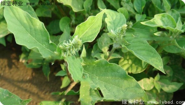 <a href='http://www.hn123.net.cn/yaocaizhongzi/2298.html' target='_blank'>牛膝子種子</a>