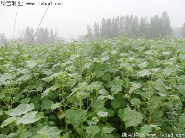 <a href='http://www.hn123.net.cn/yaocaizhongzi/2299.html' target='_blank'>青麻</a><a href='http://www.hn123.net.cn/' target='_blank'>種子</a>