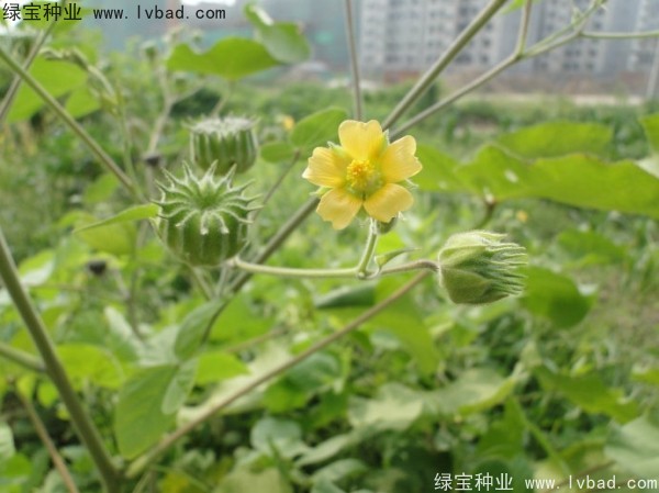 青麻<a href='http://www.hn123.net.cn/' target='_blank'>種子</a>
