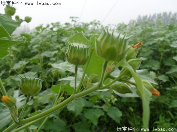 <a href='http://www.hn123.net.cn/yaocaizhongzi/2299.html' target='_blank'>青麻種子</a>