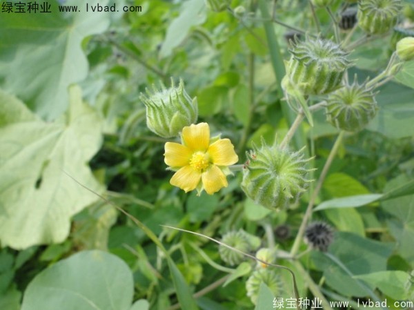 青麻種子