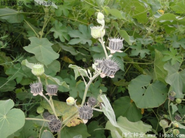 青麻<a href='http://www.hn123.net.cn/' target='_blank'>種子</a>