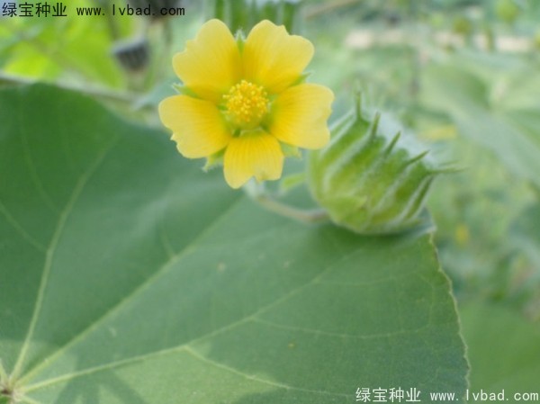 <a href='http://www.hn123.net.cn/yaocaizhongzi/2299.html' target='_blank'>青麻種子</a>