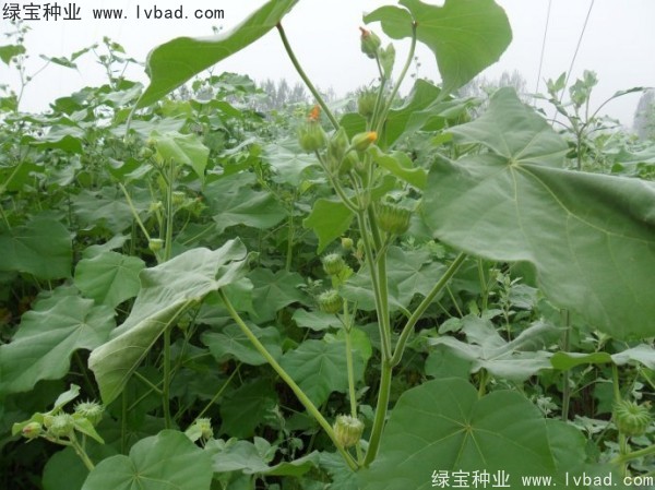 <a href='http://www.hn123.net.cn/yaocaizhongzi/2299.html' target='_blank'>青麻種子</a>