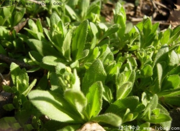 <a href='http://www.hn123.net.cn/yaocaizhongzi/2301.html' target='_blank'>葶藶子種子</a>