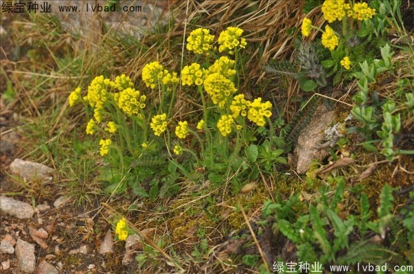 <a href='http://www.hn123.net.cn/yaocaizhongzi/2301.html' target='_blank'>葶藶子</a><a href='http://www.hn123.net.cn/' target='_blank'>種子</a>