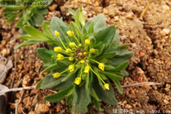 <a href='http://www.hn123.net.cn/yaocaizhongzi/2301.html' target='_blank'>葶藶子</a><a href='http://www.hn123.net.cn/' target='_blank'>種子</a>