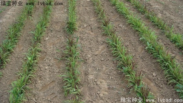 <a href='http://www.hn123.net.cn/yaocaizhongzi/2302.html' target='_blank'>薏米種子</a>