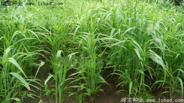 薏米<a href='http://www.hn123.net.cn/' target='_blank'>種子</a>