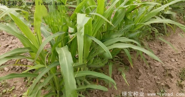 薏米<a href='http://www.hn123.net.cn/' target='_blank'>種子</a>