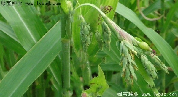薏米<a href='http://www.hn123.net.cn/' target='_blank'>種子</a>