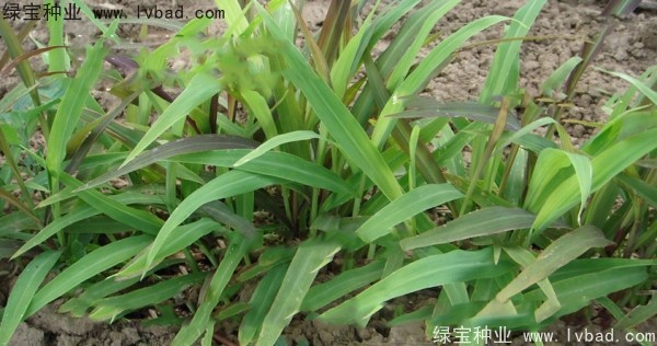 <a href='http://www.hn123.net.cn/yaocaizhongzi/2302.html' target='_blank'>薏米種子</a>