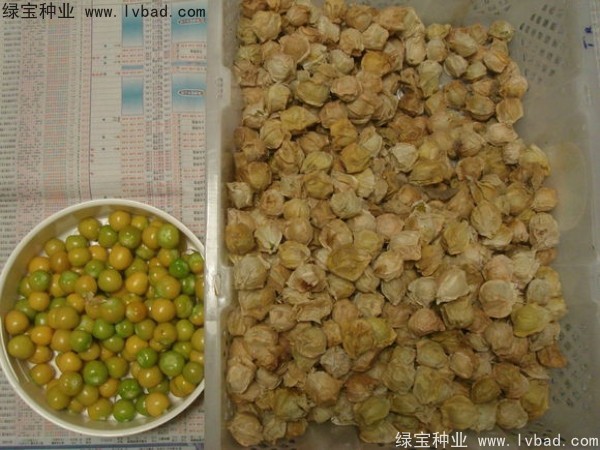 <a href='http://www.hn123.net.cn/yaocaizhongzi/2306.html' target='_blank'>錦燈籠種子</a>