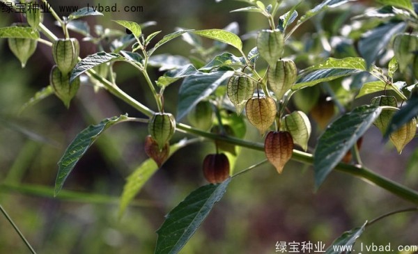 <a href='http://www.hn123.net.cn/yaocaizhongzi/2306.html' target='_blank'>錦燈籠種子</a>
