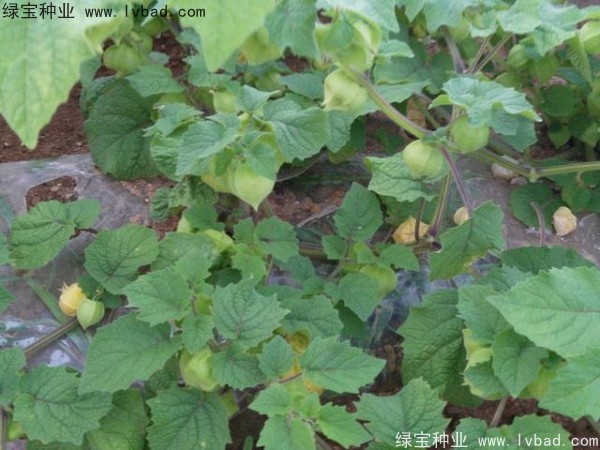 <a href='http://www.hn123.net.cn/yaocaizhongzi/2306.html' target='_blank'>錦燈籠種子</a>