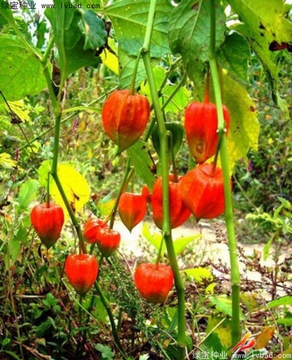 錦燈籠<a href='http://www.hn123.net.cn/' target='_blank'>種子</a>