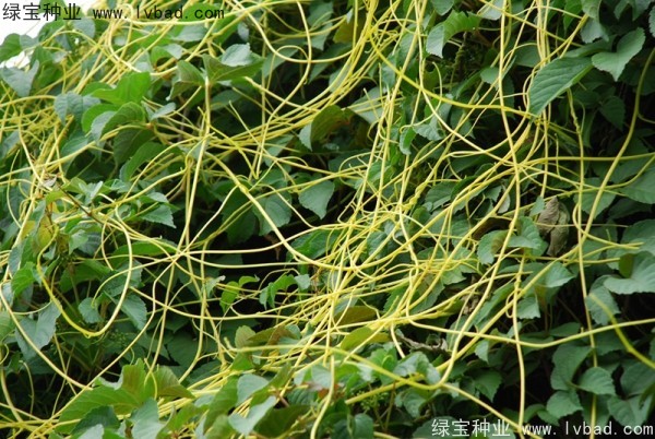 <a href='http://www.hn123.net.cn/yaocaizhongzi/2307.html' target='_blank'>無根草種子</a>