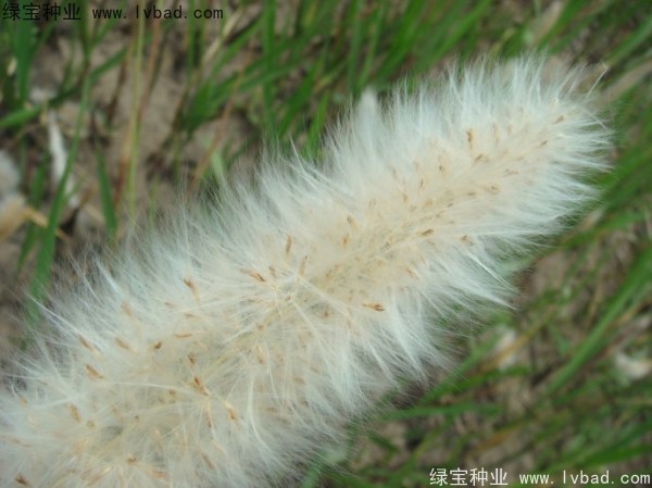 <a href='http://www.hn123.net.cn/yaocaizhongzi/2310.html' target='_blank'>白茅種子</a>