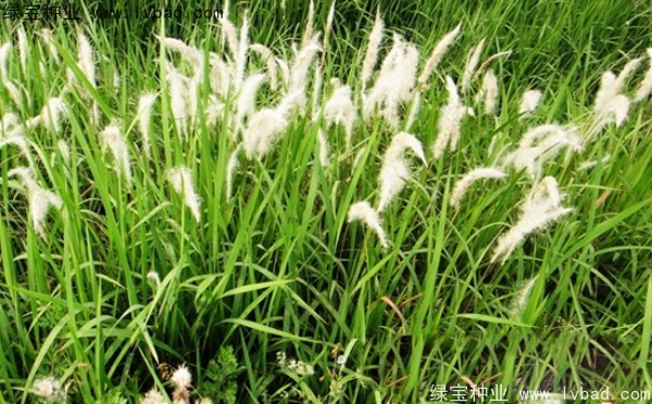 <a href='http://www.hn123.net.cn/yaocaizhongzi/2310.html' target='_blank'>白茅種子</a>