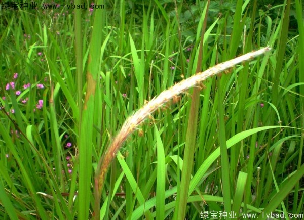 <a href='http://www.hn123.net.cn/yaocaizhongzi/2310.html' target='_blank'>白茅</a><a href='http://www.hn123.net.cn/' target='_blank'>種子</a>