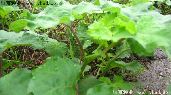 <a href='http://www.hn123.net.cn/yaocaizhongzi/2313.html' target='_blank'>蒼耳子種子</a>