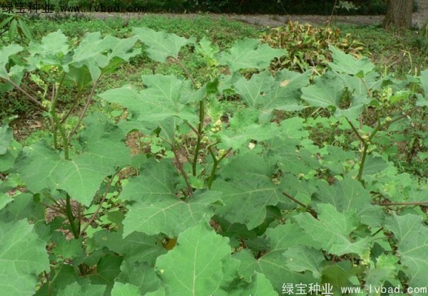 <a href='http://www.hn123.net.cn/yaocaizhongzi/2313.html' target='_blank'>蒼耳子</a><a href='http://www.hn123.net.cn/' target='_blank'>種子</a>