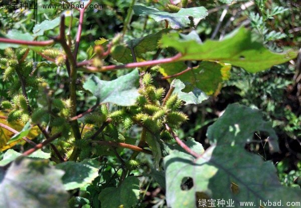 蒼耳子<a href='http://www.hn123.net.cn/' target='_blank'>種子</a>