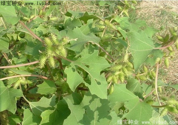 <a href='http://www.hn123.net.cn/yaocaizhongzi/2313.html' target='_blank'>蒼耳子種子</a>